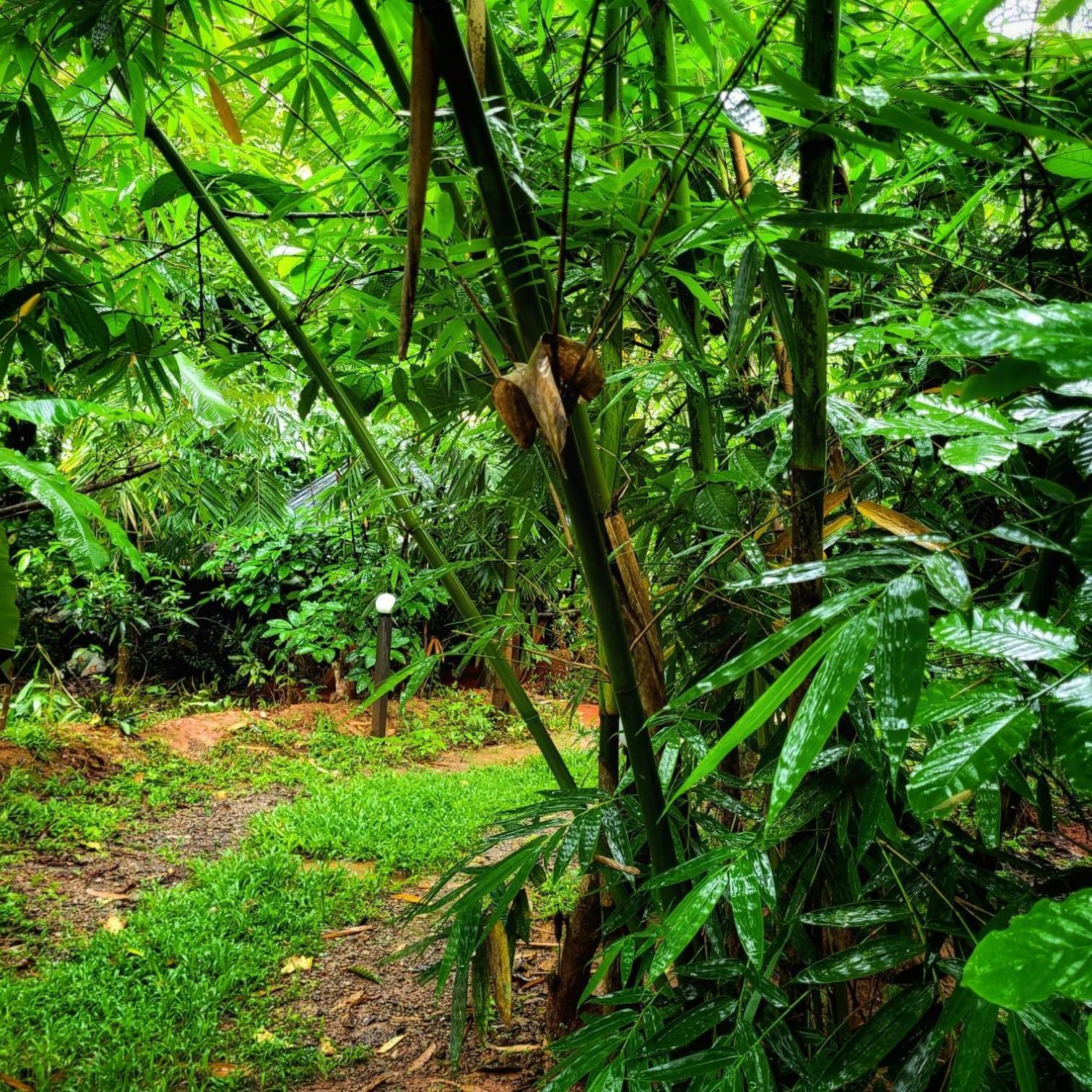 Greens Tree House & Wood House Sultan Bathery Luaran gambar