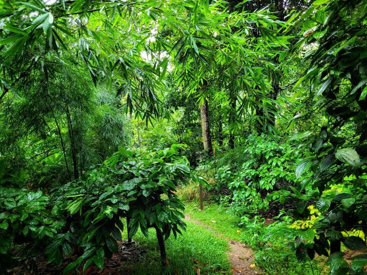 Greens Tree House & Wood House Sultan Bathery Luaran gambar
