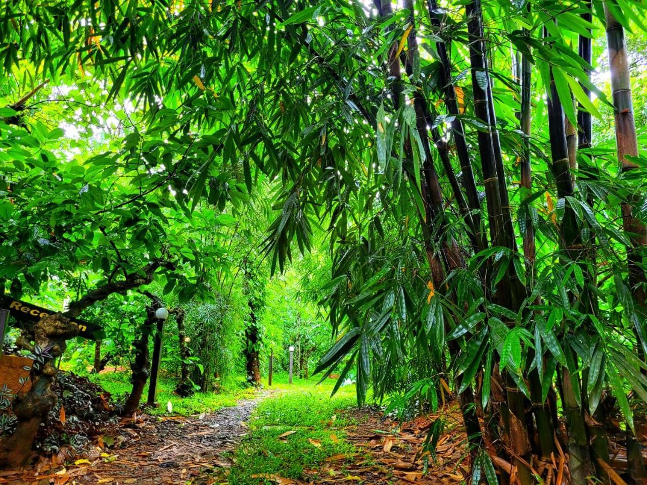 Greens Tree House & Wood House Sultan Bathery Luaran gambar